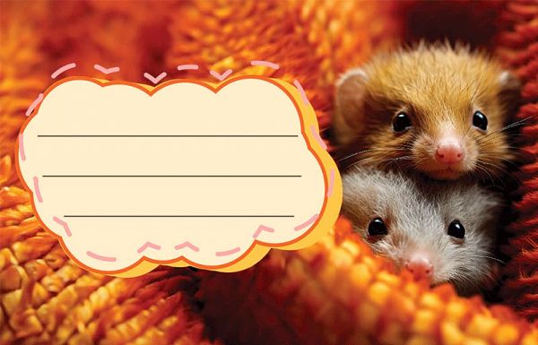 Etikete za zvezke Street Animals Cute 10/1