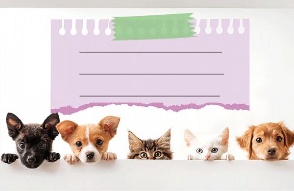Etikete za zvezke Street Animals Cute 10/1