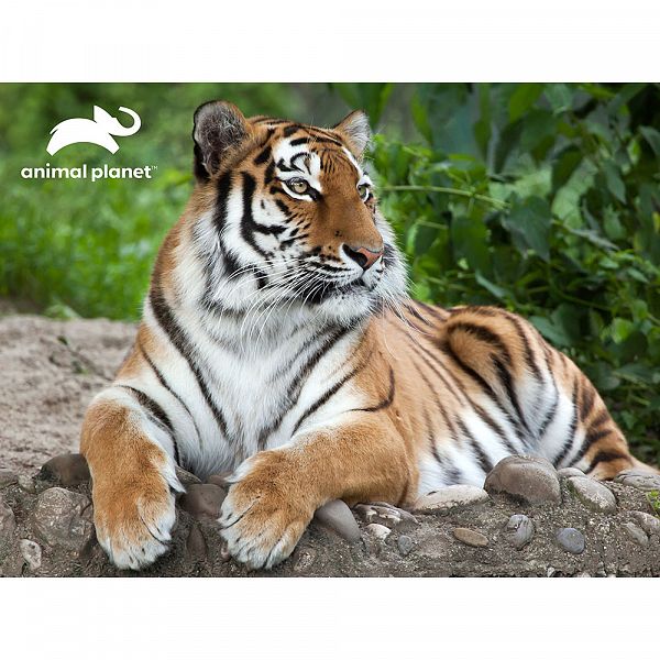 Sestavljanka 3D 500 Tiger 