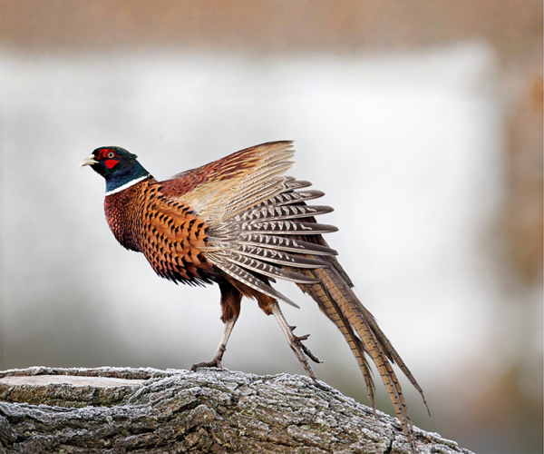 Koledar stenski 2027 JM Lov