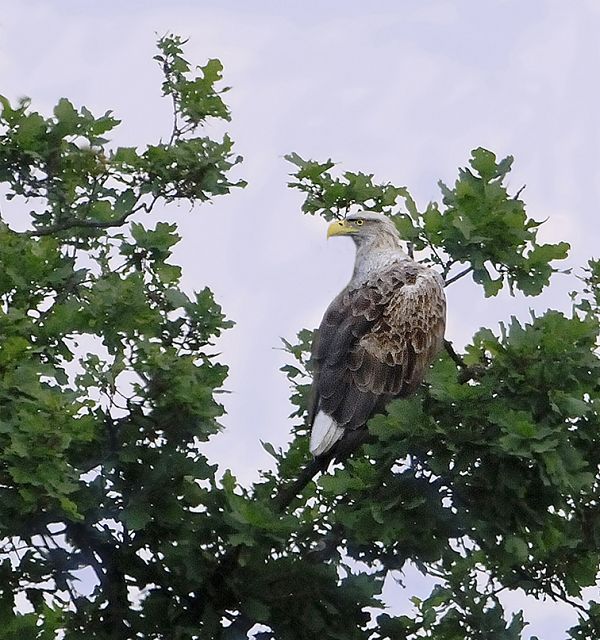 Koledar stenski 2027 JM Ptice